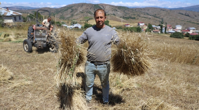 Ordu, Siyez Buğdayına Alıştı