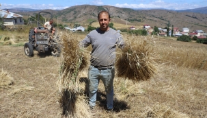Ordu, Siyez Buğdayına Alıştı