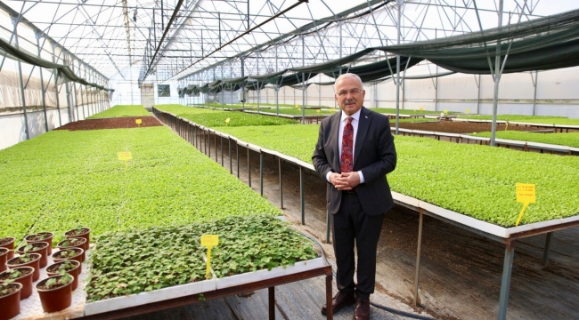 400 Bin Kışlık Sebze Fidesi Dağıtıma Hazır