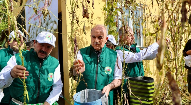 Akkuş'ta Şeker Fasulyesi Hasat Töreni