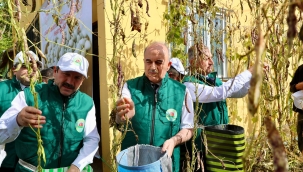 Akkuş'ta Şeker Fasulyesi Hasat Töreni