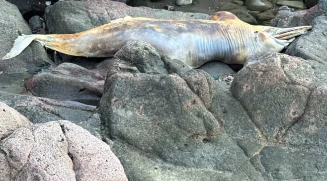 Yunus Ünye'de Karaya Vurdu