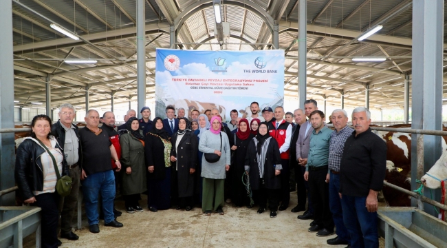 TULIP Projesi Kapsamında Gebe Simental Düve Dağıtım Yapıldı