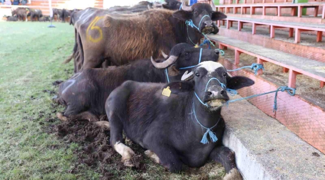 Yok Olmak Üzereydi Şimdi Yeniden Canlanıyor