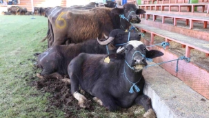 Yok Olmak Üzereydi Şimdi Yeniden Canlanıyor