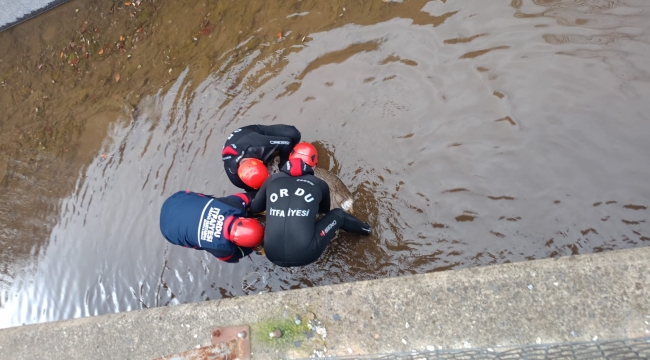 Akkuş'ta Su Kanalına Düşen Karacaya İtfaiye'den Şefkat Eli