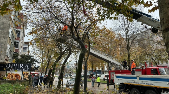 Riskli Ağaçlara Budama Çalışması