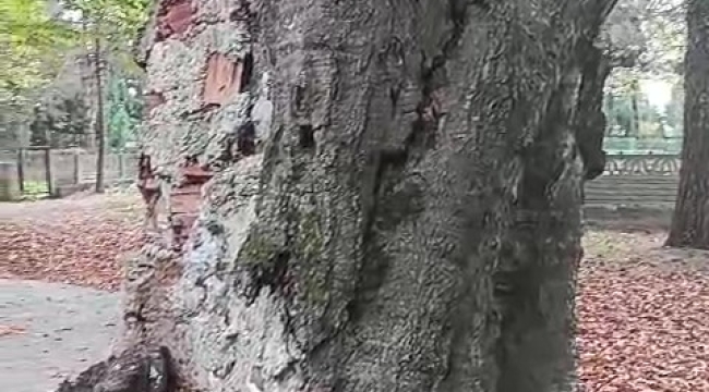 Şeyh Yunus'ta Bir Gürgen Ağacına İyilik Mi Kötülük Mü?