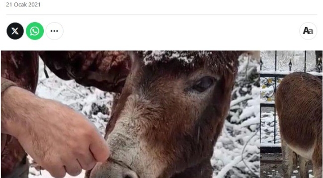 "Eşek Haberi" Yalan Çıktı!