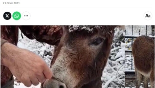 "Eşek Haberi" Yalan Çıktı!