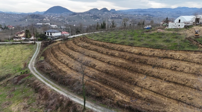 Ordu'da Fındıkta Yeni Teknikler