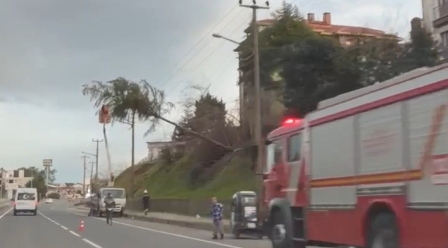 Ünye'de Kuvvetli Fırtına Ağaç Devirdi