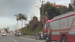 Ünye'de Kuvvetli Fırtına Ağaç Devirdi