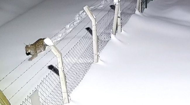 Akkuş'ta Vaşak Görüldü