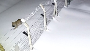 Akkuş'ta Vaşak Görüldü