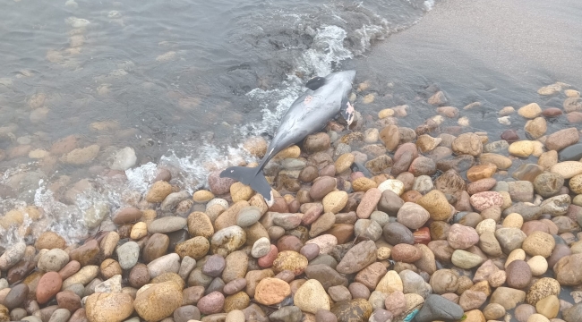 Ünye'de İnsansız Deniz Aracı'nın Ardından Kalanlar