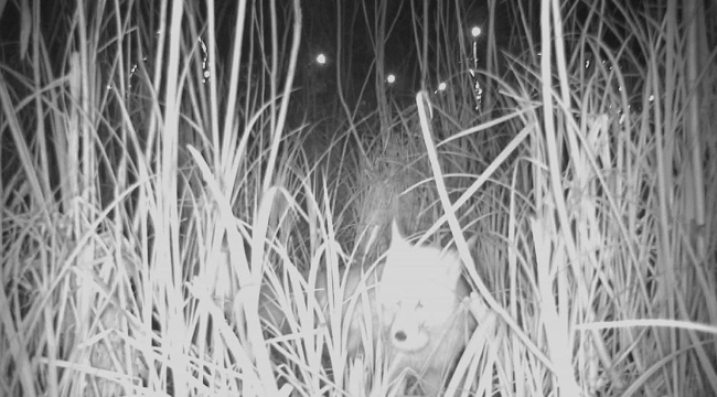 Ordu'da Kurnaz Tilki İş Başında