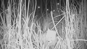 Ordu'da Kurnaz Tilki İş Başında