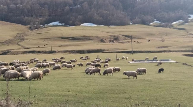 Ordu Yaylalarında 2026 Yılı Otlatma Takvimi Açıklandı