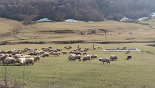 Ordu Yaylalarında 2026 Yılı Otlatma Takvimi Açıklandı