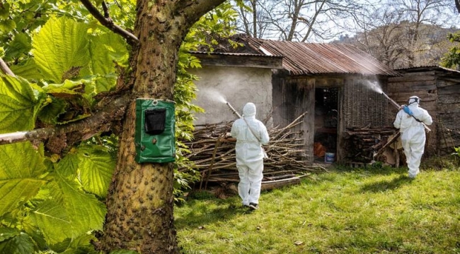 Ordu'da Kahverengi Kokarca'ya Karşı 335 Bin Hane İlaçlandı