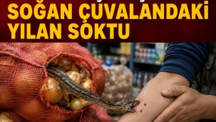 Ünye'de Şok Olay: Market Çalışanını Soğan Çuvalındaki Yılan Soktu!