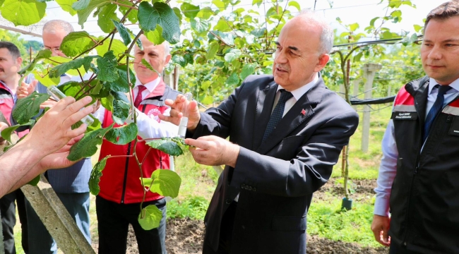 Kahverengi Kokarca İle Mücadele Kapsamında 300 Bin Samuray Arısı Doğaya Salındı