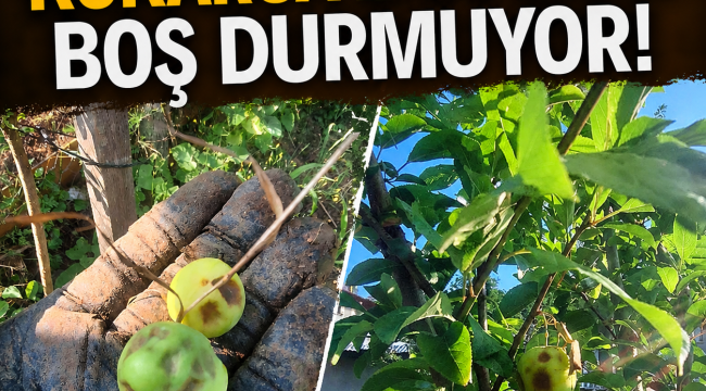 Kahverengi Kokarca Zararlısı Boş Durmuyor!