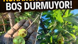 Kahverengi Kokarca Zararlısı Boş Durmuyor!