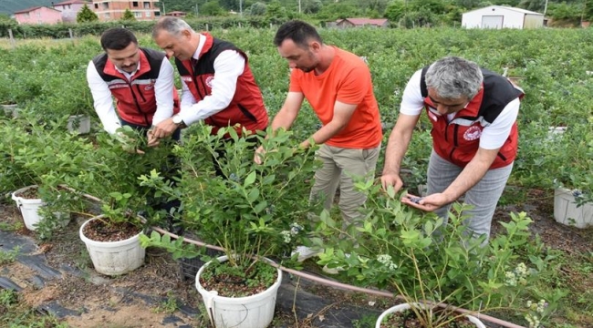 Ordu'da Maviyemiş Hasadı Başladı