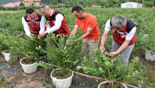 Ordu'da Maviyemiş Hasadı Başladı