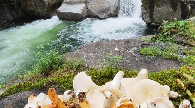 Ünye Yükseklerinde Şelaleye Karşı Fındık Mantarı ve Beyaz Dağ Mantarı