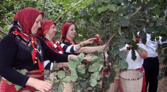 Fındık Dalda, Aklın İşçide Kalmasın Projesi 7. Sezonuna Hazır